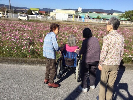 コスモス見物